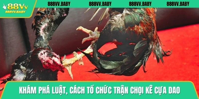 Khám phá luật, cách tổ chức trận đá gà cựa dao
