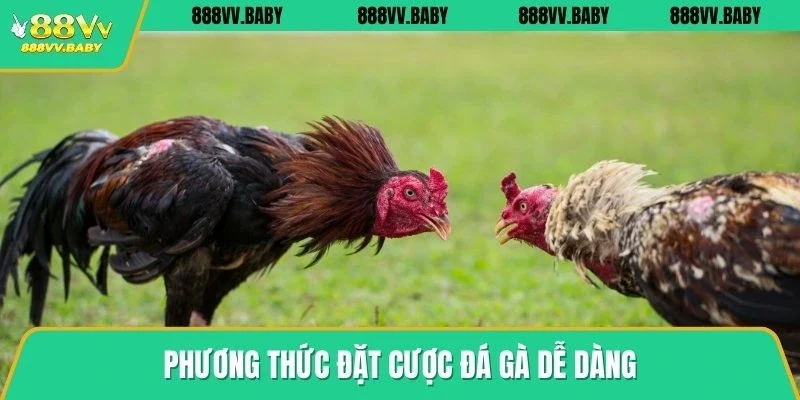 Phương thức đặt cược đá gà dễ dàng