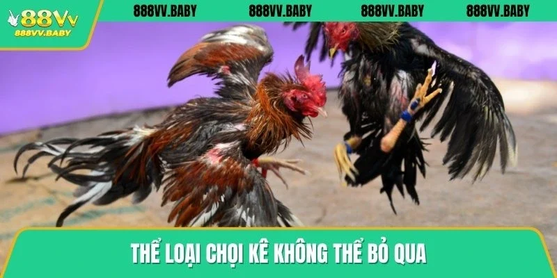 Thể loại chọi kê không thể bỏ qua